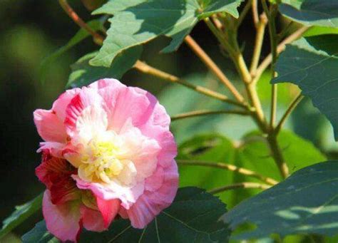 芙蓉樹風水|【芙蓉與風水】家裡養芙蓉花在風水學上有什麼講究嗎 